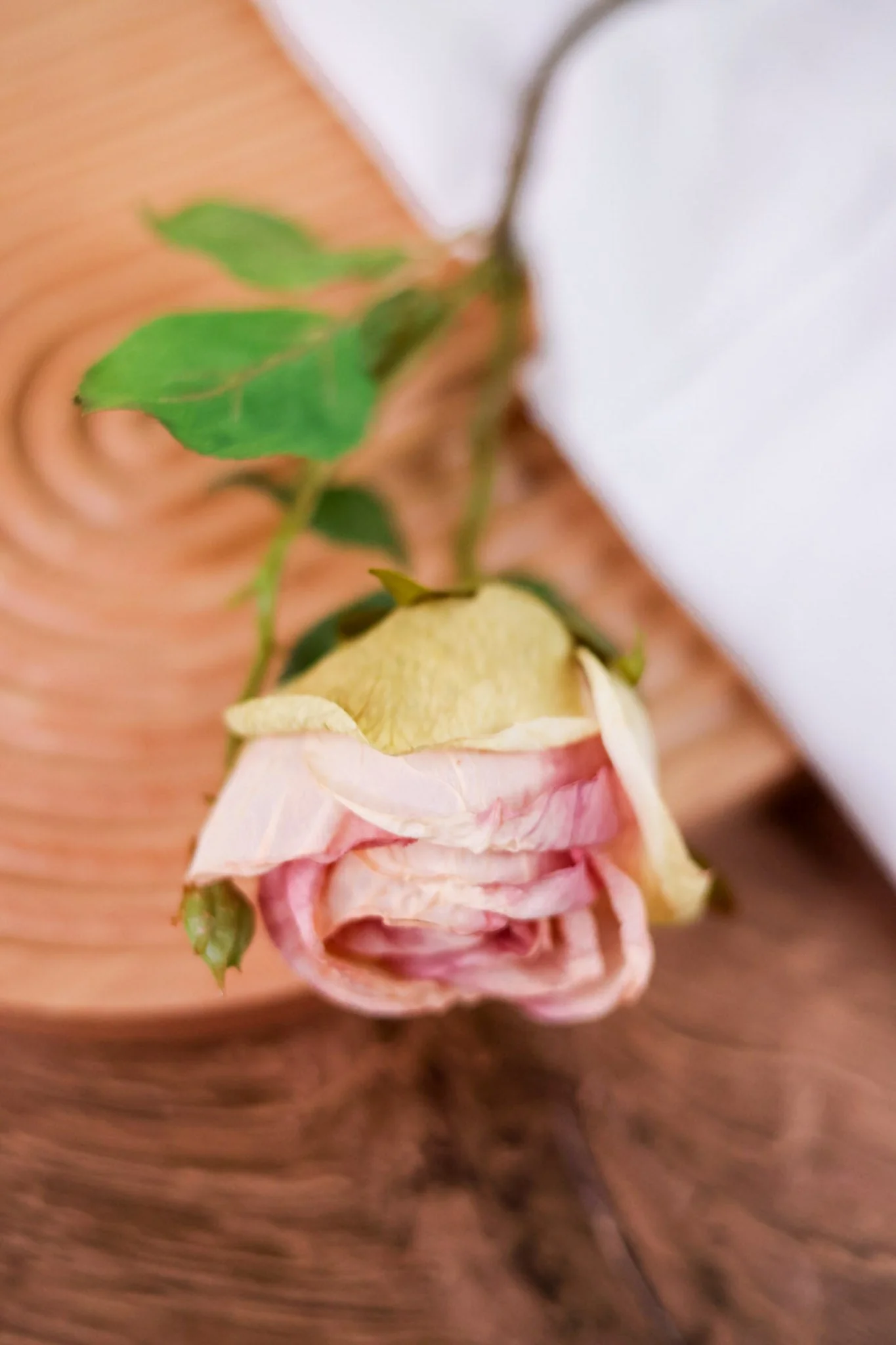 Antique Blush Rose Stem FINAL SALE - Image 5
